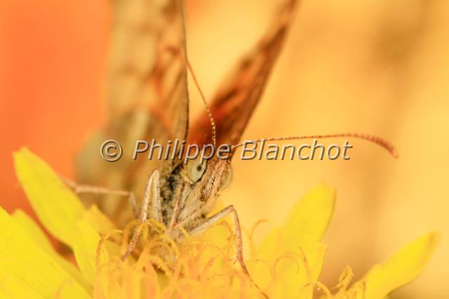 pararge aegeria 2.JPG - Pararge aegeriaTircisSpeckled wood butterflyLepidoptera, Nymphalidae, SatyrinaeFrance